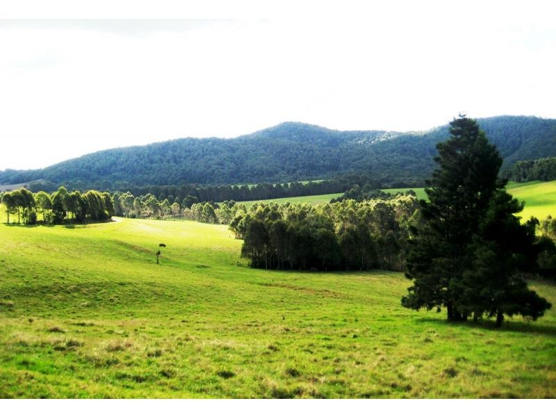 Dorrigo NSW 2453