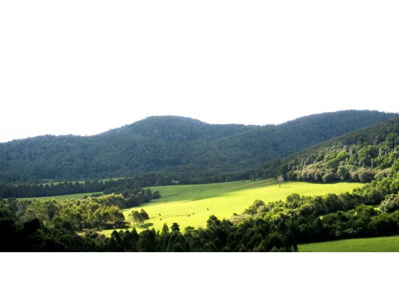 Dorrigo NSW 2453