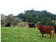 Dorrigo NSW 2453