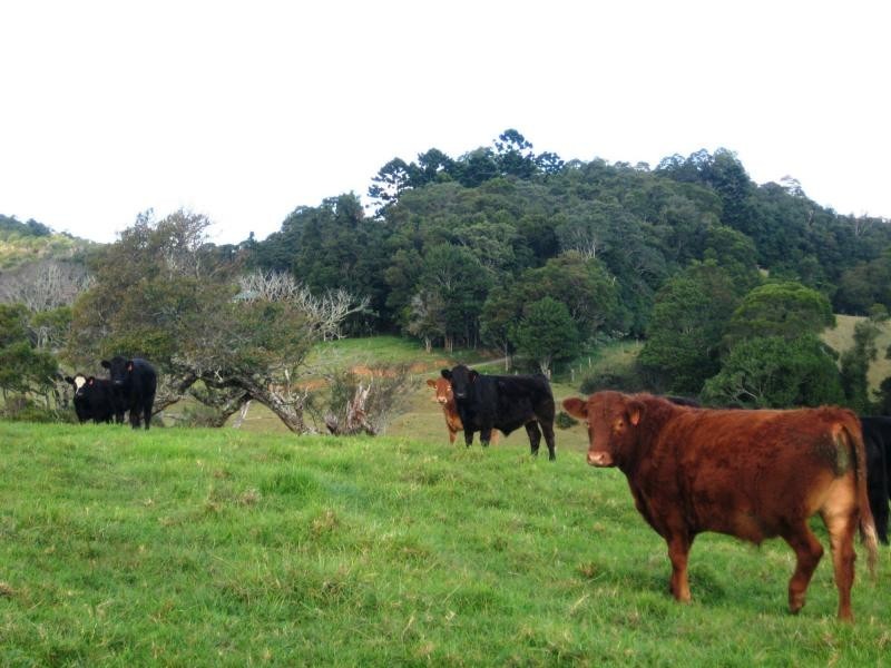 Dorrigo NSW 2453
