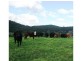 Dorrigo NSW 2453