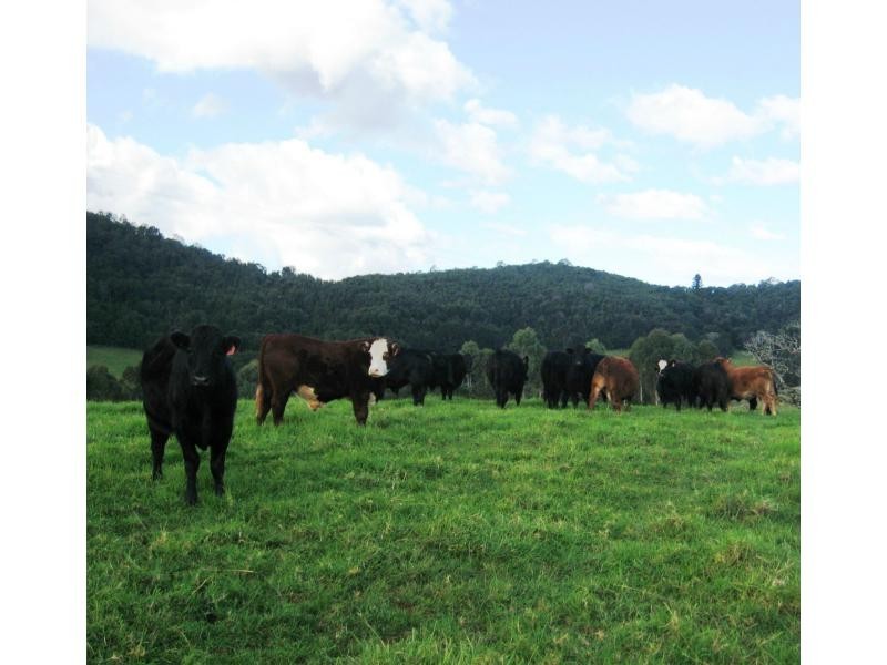 Dorrigo NSW 2453