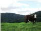 Dorrigo NSW 2453