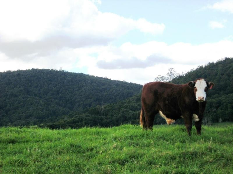 Dorrigo NSW 2453