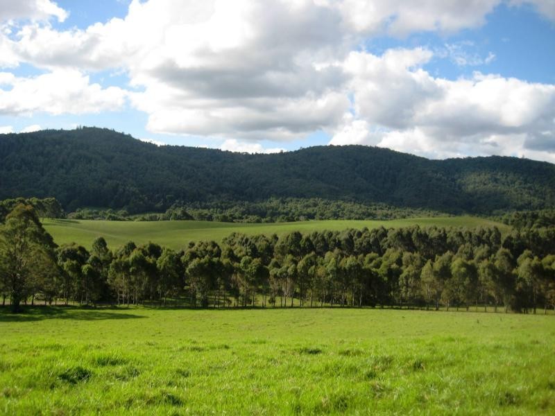Dorrigo NSW 2453