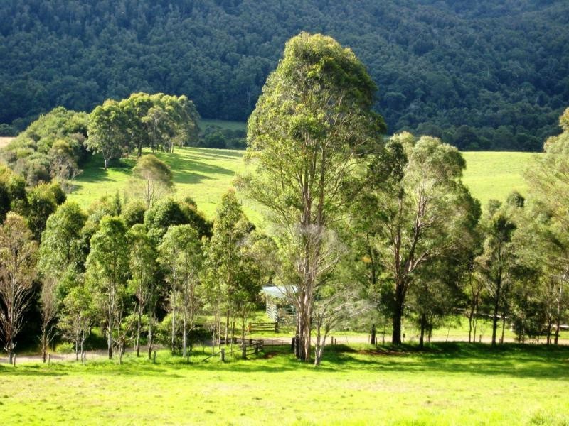 Dorrigo NSW 2453