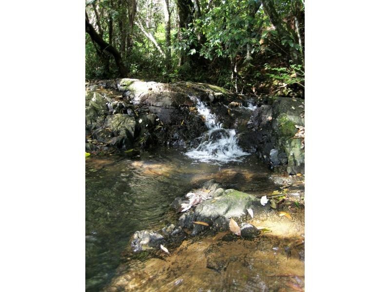 Dorrigo NSW 2453