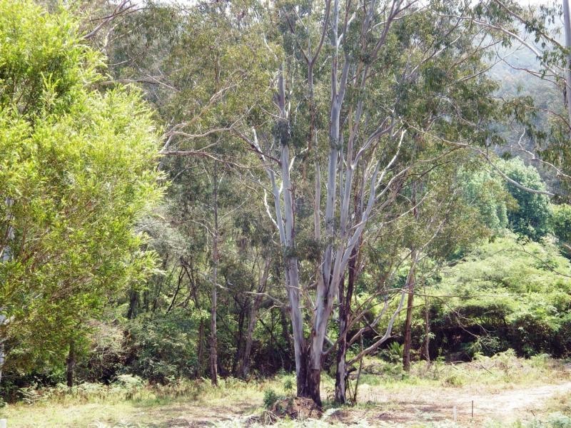 75 Mount Street, Dundurrabin, Dorrigo NSW 2453