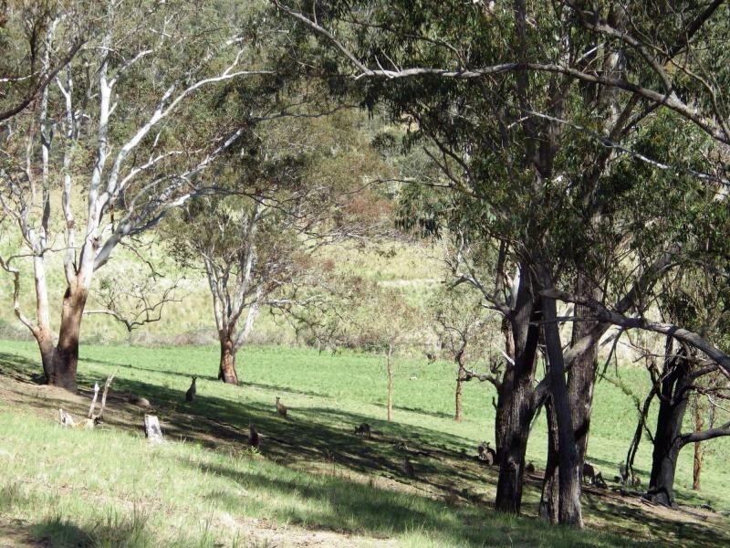 741 Harness Cask Road, Dorrigo, Dorrigo NSW 2453