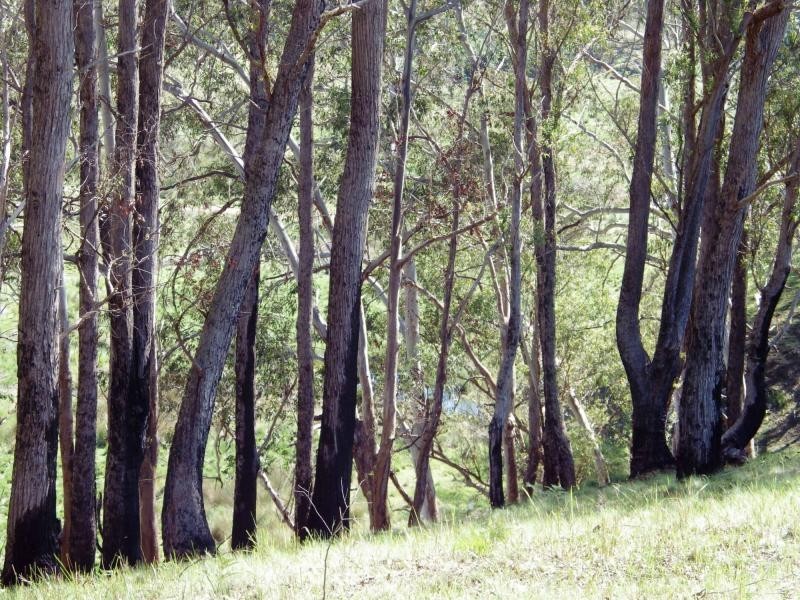 741 Harness Cask Road, Dorrigo, Dorrigo NSW 2453