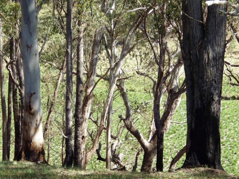 741 Harness Cask Road, Dorrigo, Dorrigo NSW 2453
