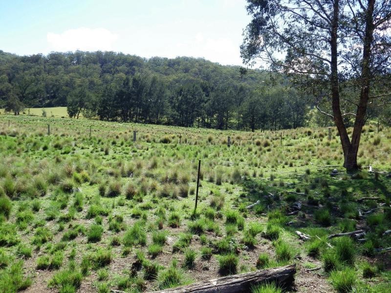 741 Harness Cask Road, Dorrigo, Dorrigo NSW 2453