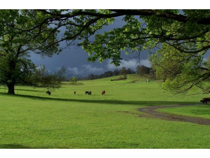 1825 Marengo Road, Dorrigo NSW 2453