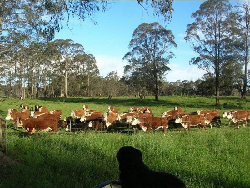 1825 Marengo Road, Dorrigo NSW 2453