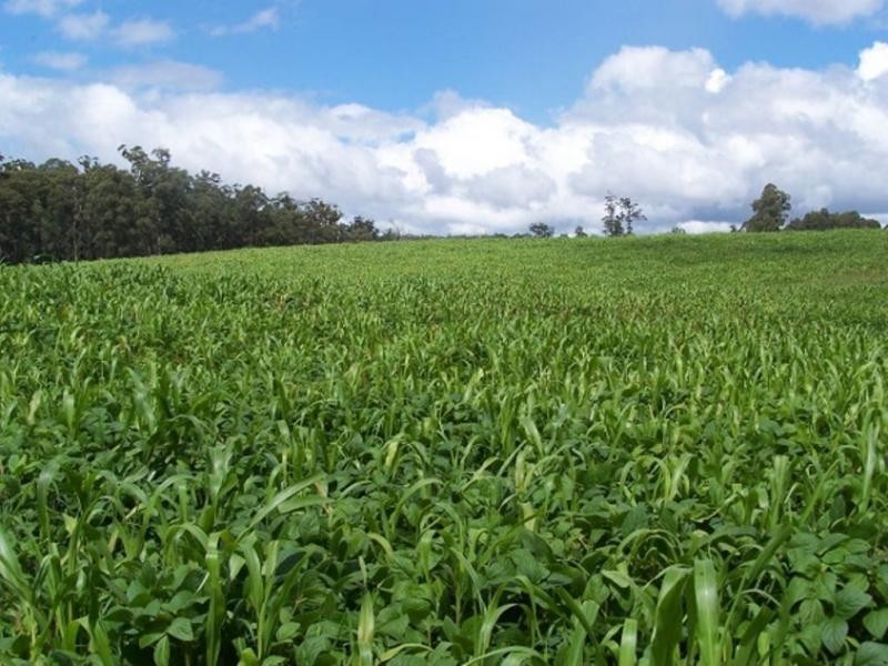 1825 Marengo Road, Dorrigo NSW 2453