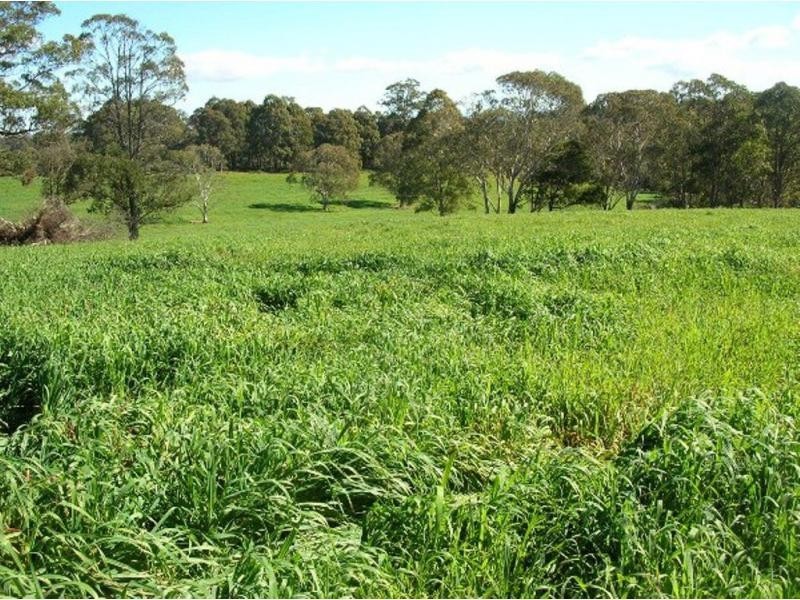 1825 Marengo Road, Dorrigo NSW 2453