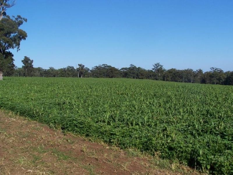 1825 Marengo Road, Dorrigo NSW 2453