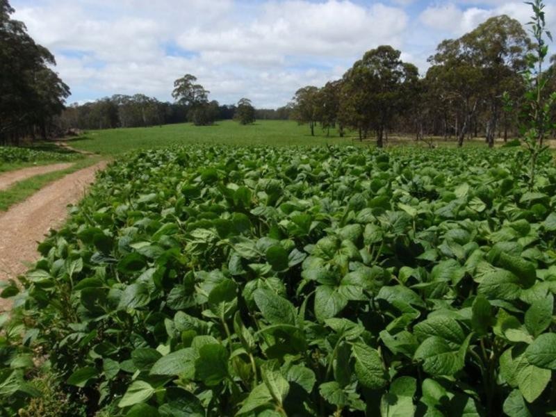 1825 Marengo Road, Dorrigo NSW 2453