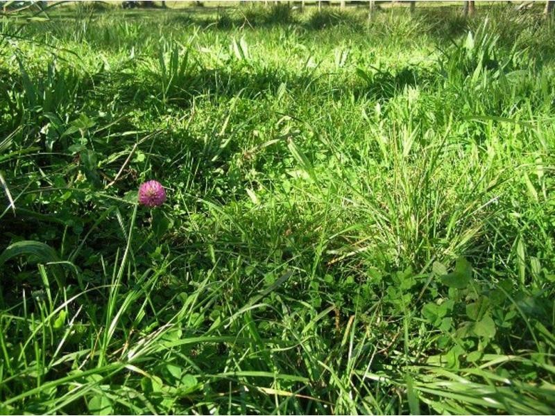 1825 Marengo Road, Dorrigo NSW 2453