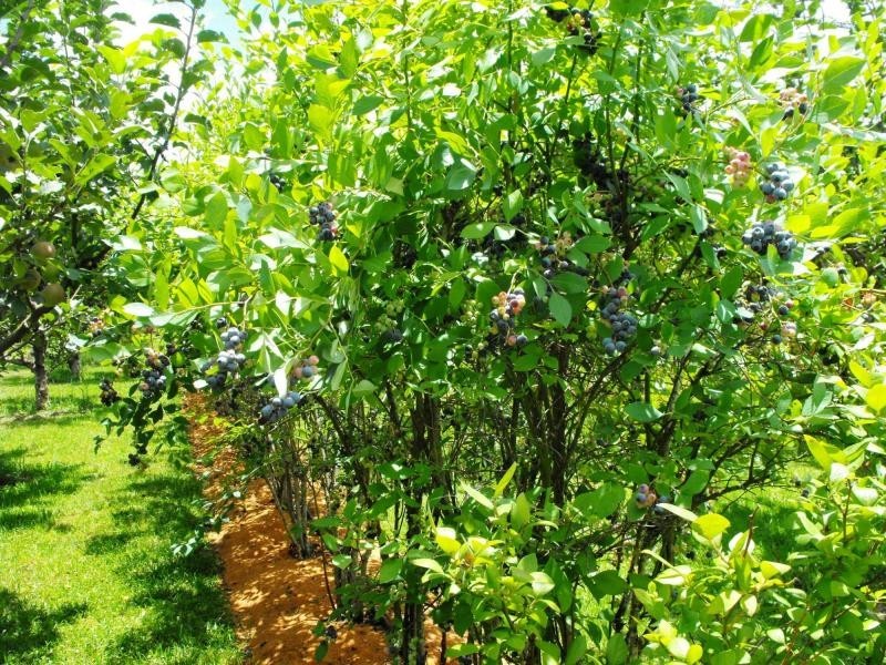 1442 Tyringham Road, Dorrigo, Dorrigo NSW 2453