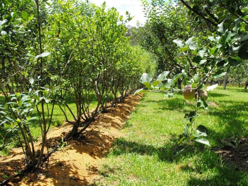 1442 Tyringham Road, Dorrigo, Dorrigo NSW 2453