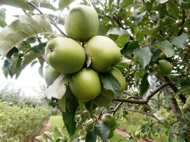 1442 Tyringham Road, Dorrigo, Dorrigo NSW 2453