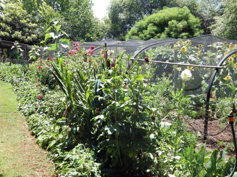 1 Tamarind Avenue, Dorrigo, Dorrigo NSW 2453