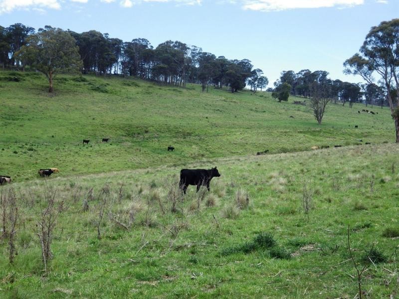 573 Everetts Road, Falconer, Falconer NSW 2365