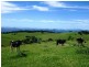 5287 Waterfall Way, Dorrigo NSW 2453