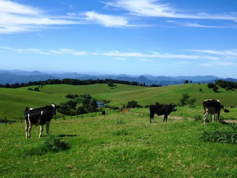 5287 Waterfall Way, Dorrigo NSW 2453
