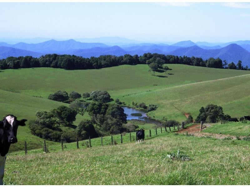 5287 Waterfall Way, Dorrigo NSW 2453