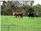 Dorrigo NSW 2453