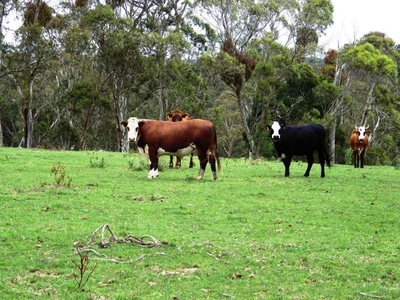 Dorrigo NSW 2453