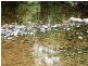 Dorrigo NSW 2453
