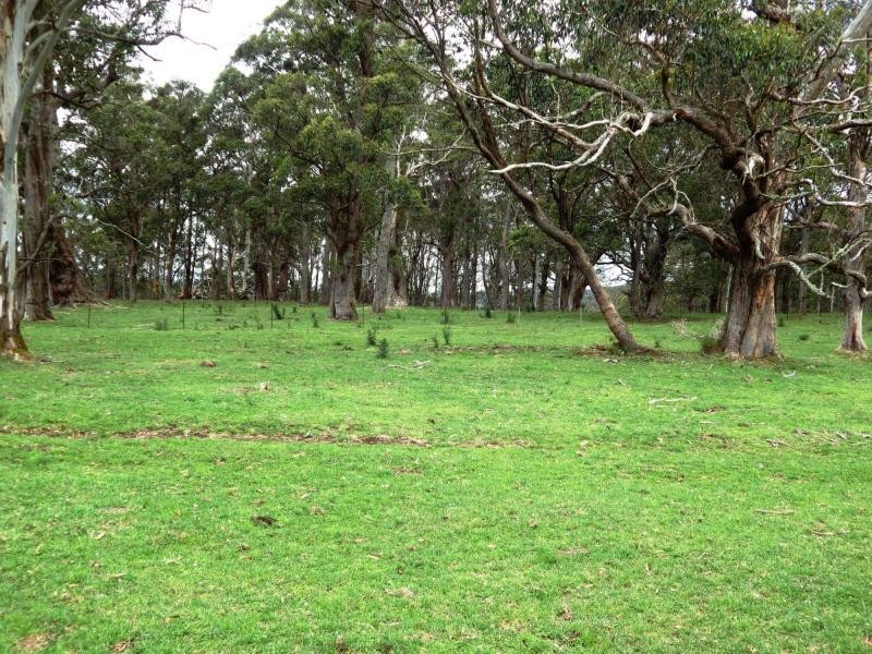Dorrigo NSW 2453