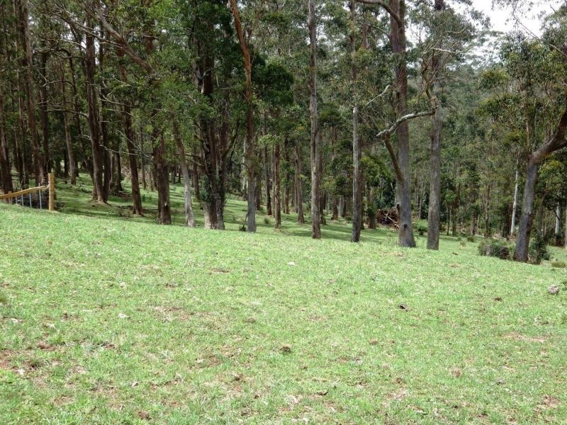 Dorrigo NSW 2453