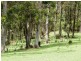 Dorrigo NSW 2453