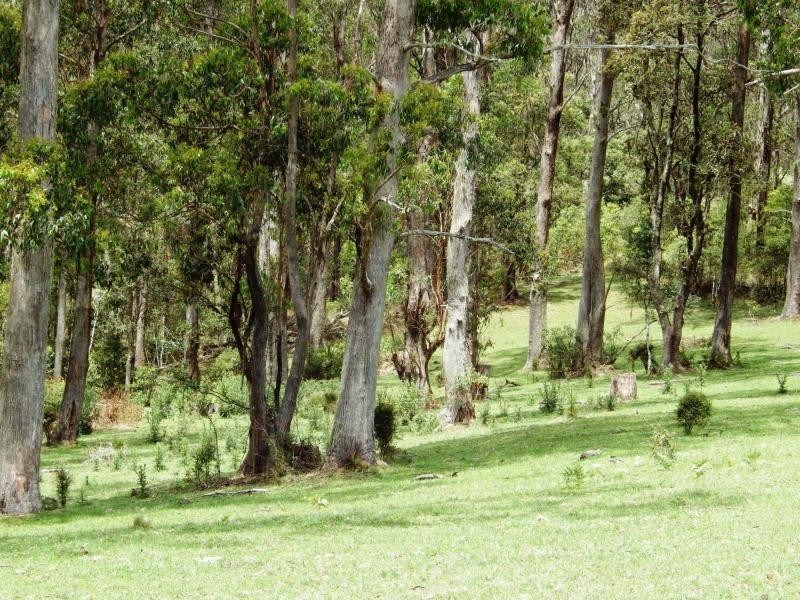 Dorrigo NSW 2453
