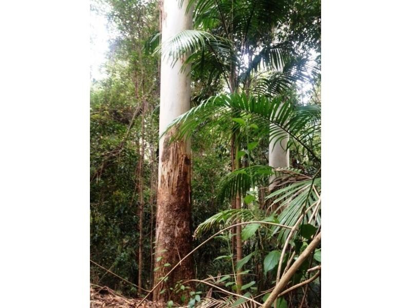 L54 Taylors Arm Road, Burrapine, Burrapine NSW 2447