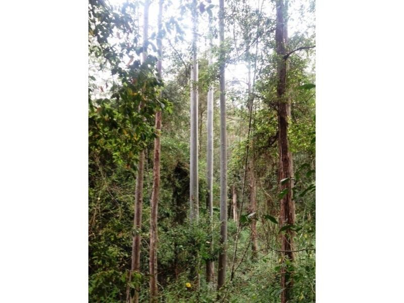 L54 Taylors Arm Road, Burrapine, Burrapine NSW 2447