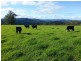 9263 Armidale Road, Dorrigo, Tyringham NSW 2453