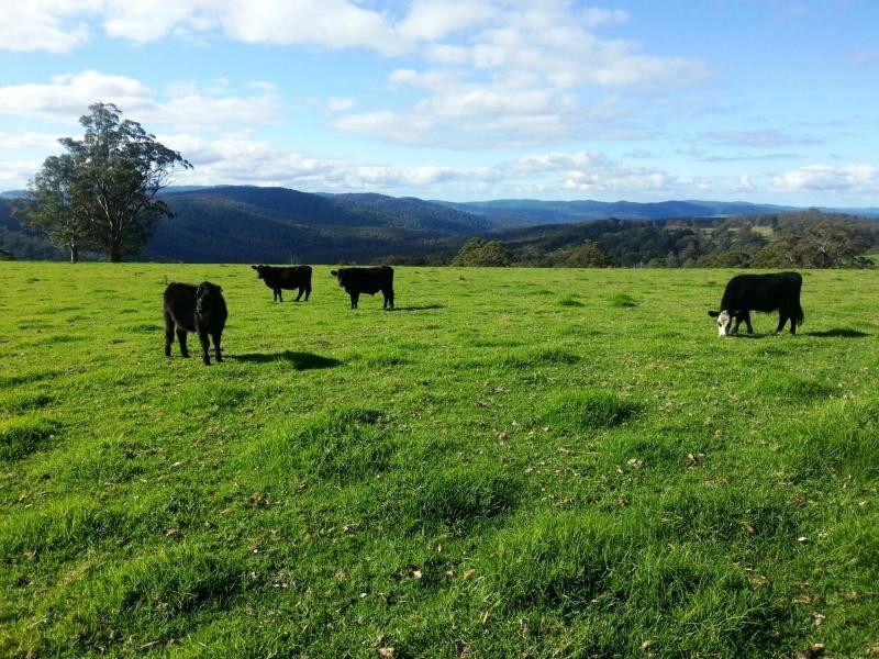9263 Armidale Road, Dorrigo, Tyringham NSW 2453