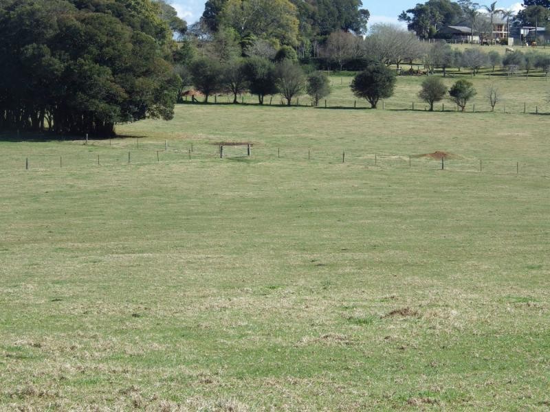 Dorrigo NSW 2453