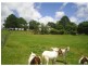 21 Vine Street, Dorrigo NSW 2453