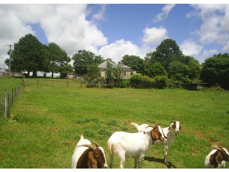 21 Vine Street, Dorrigo NSW 2453