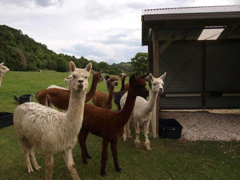 216 Carool Road, Bilambil NSW 2486