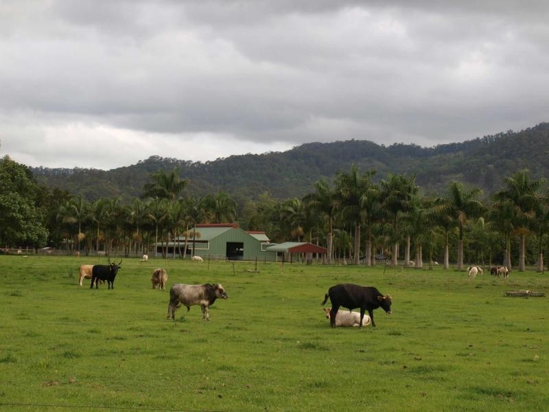 1004 Numinbah Road, Crystal Creek NSW 2484