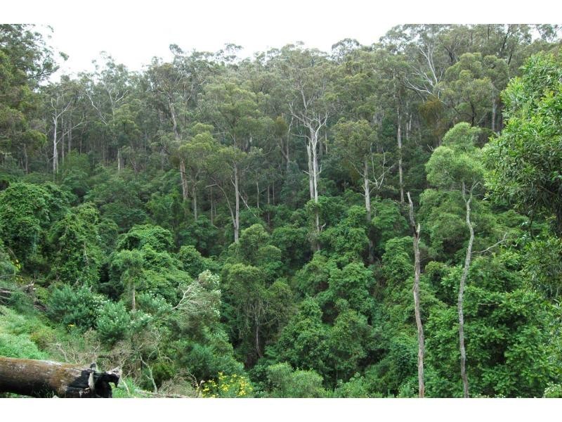 Lot 47-48 Lower Towamba Road, Kiah NSW 2551