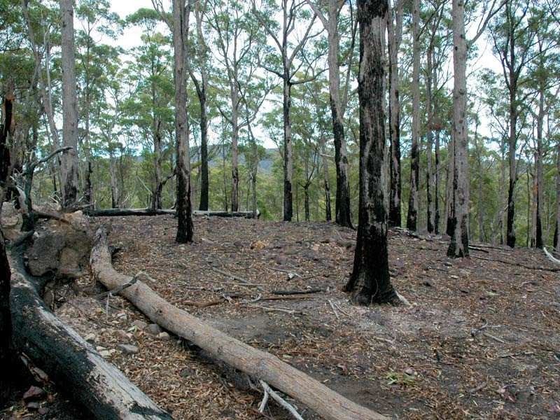 Lot 242 Florabunda Lane, Nethercote NSW 2549