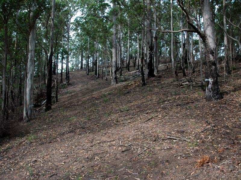 Lot 242 Florabunda Lane, Nethercote NSW 2549